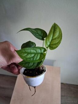 Monstera Siltepecana