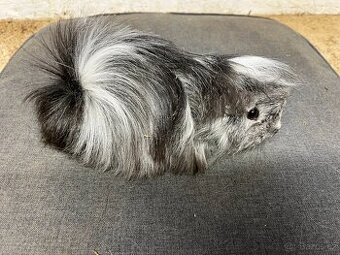 morče, morčata - peruánec prodej