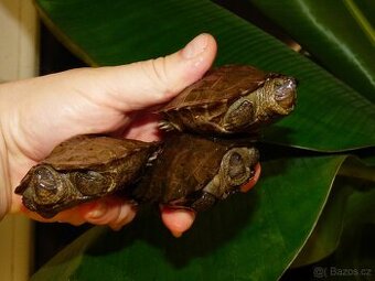 Želva černavá (Heosemys grandis)