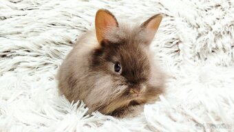 Zakrslý králík, králíček - (lvíček) - LINDA