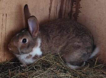 Samec králík do chovu