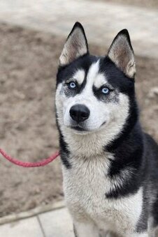 MAX - Sibiřský husky - kastrovaný psík 2,5 roku