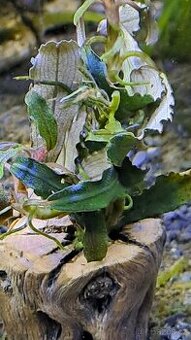 BUCEPHALLANDRA na CHOLLE (vyshlý kaktus) PRODÁM