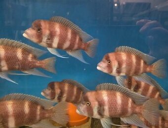 Cyphotilapia frontosa RED