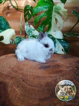 Zakrslí králíčci ze Znojma