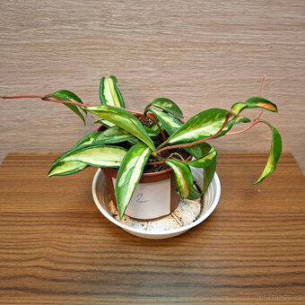 Hoya Carnosa Tricolor