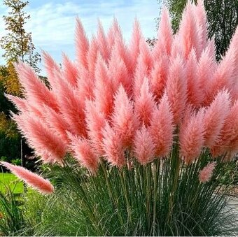 Pampová tráva růžová