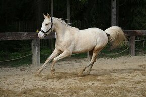 Krásna maľovaná palomino kobyla.  Zaneprázdnený