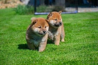 Vrh V Tribona, shiba inu štěňátka s PP FCI