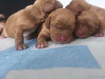 Cavapoo