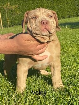 American Bully - 1