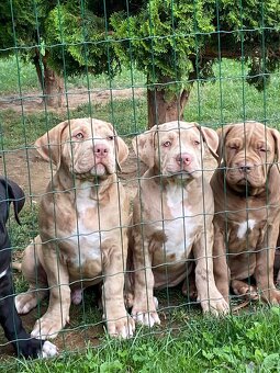 American Bully