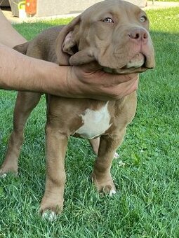 American Bully