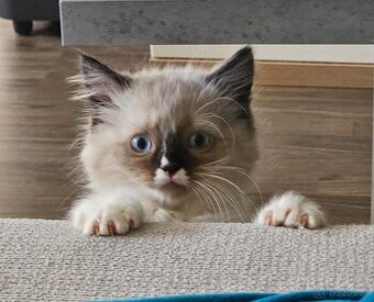 Ragdoll koťata