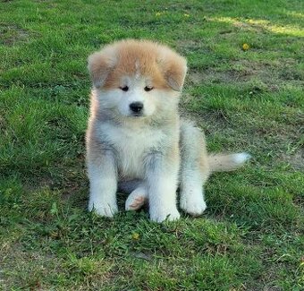 Akita inu - s rodokmenem FCI