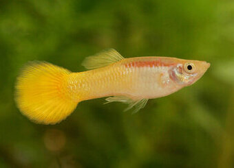Paví očko žluté - Poecilia reticulata German Yellow