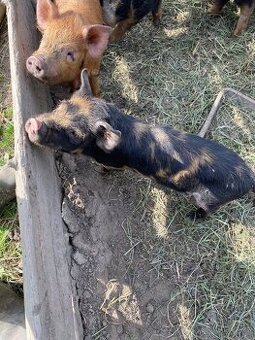 Kune Kune