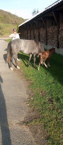 Klisna pony - 1