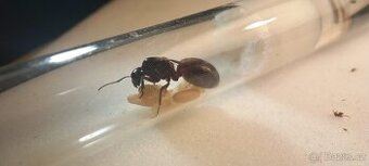 Mravenec dřevokaz (Camponotus ligniperda)