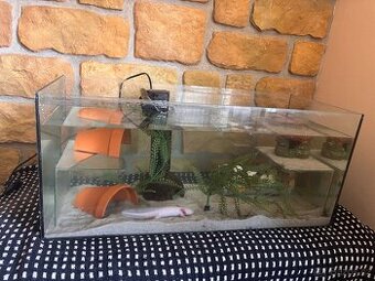 Axolotl