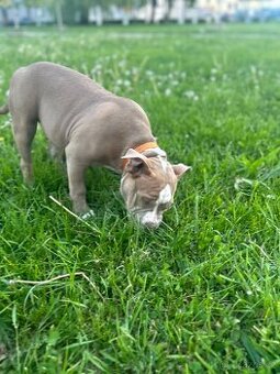 Prodam štěňe American Bully