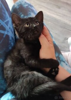 Fialka k adopci - kotě