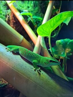 Felsuma madagaskarská