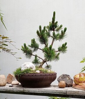Borovice osinatá (Pinus aristáta) bonsai