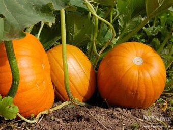 Dýně na zavaření nebo dlabání