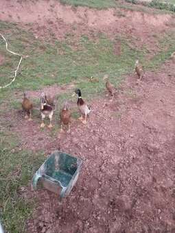 Indický běžec kačer