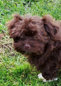 Ruská barevná bolonka