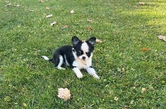 Čivava dlouhosrstá