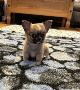 Čivava dlouhosrstá