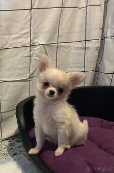 Čivava dlouhosrstá