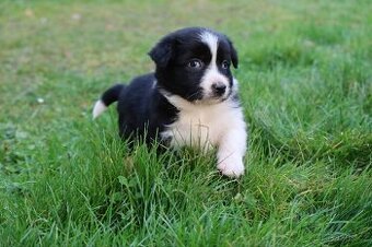 Border kolie štěňata