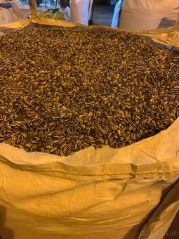 Slunečnice žíhaná, vše čištěné