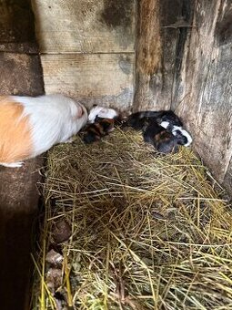 Morčata hladké 3x sameček 1x samička