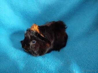 Malé morčátko vhodné na domácího mazlíčka