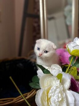 Skotská klapouchá s PP