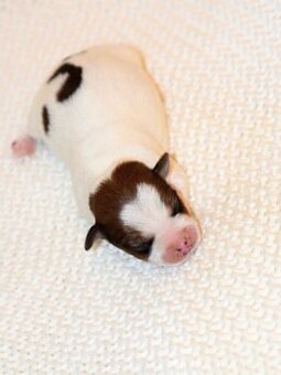 Jack Russel teriér s PP