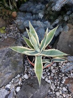 Agáve americana