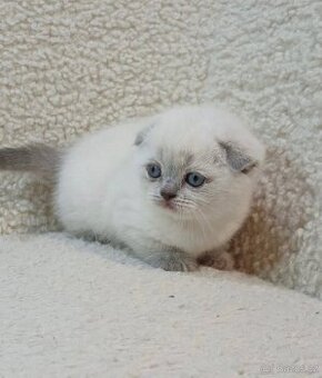 Britská colorpoint koťátka bez PP