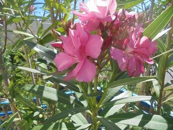 Vzrostlý OLEANDR 240cm - k bazénu, pod pergolu ap.