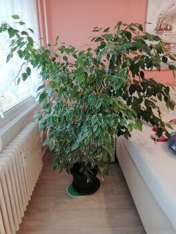 Ficus Benjamin