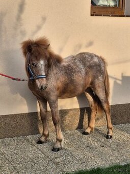 Pony klisna