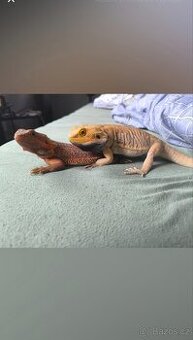 Agama