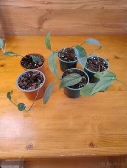 Epipremnum