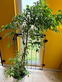 K prodeji velký Ficus benjamina – 20 let pěstování - 1