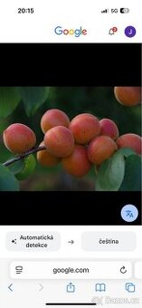 Sad - Meruňkový nebo jiný KOUPíM