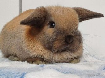 Minilop Samička Durynská